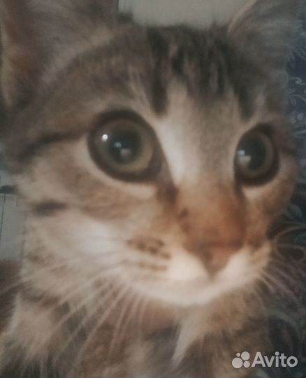Котята в добрые руки даром бесплатно