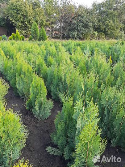 Туя восточная книжка 100см