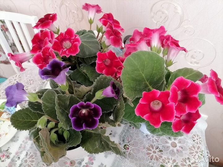 Глоксиния клубни