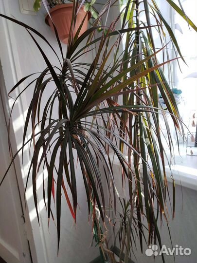 Пальма драцена