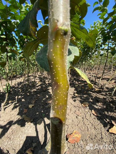 Саженцы яблони М-9