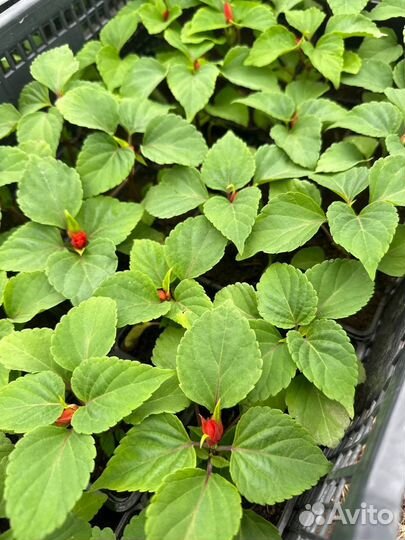 Однолетние цветы