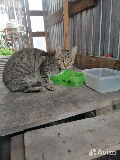 Котик ищет дом