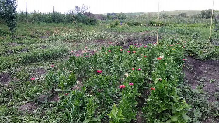 Участок 15 сот. (ИЖС)