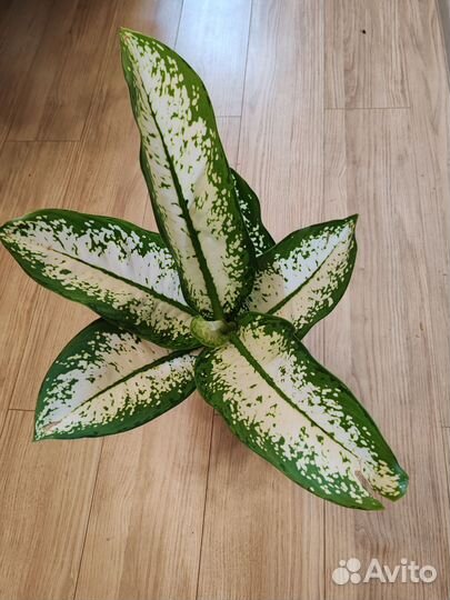 Диффенбахия Сегуина Суперба