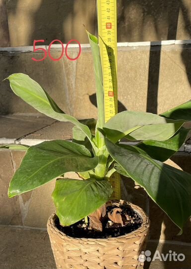 Банан комнатный