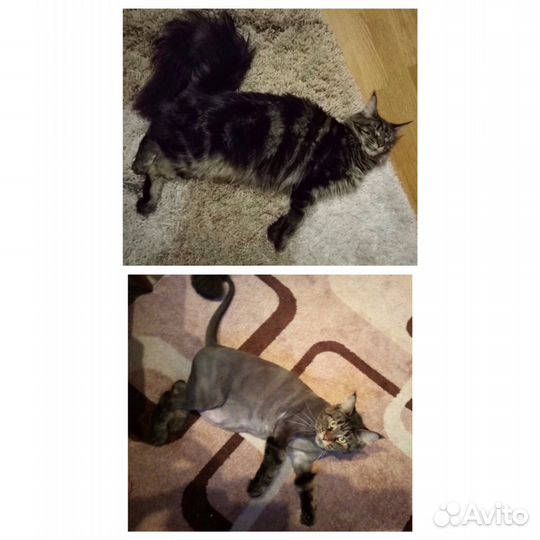 Стрижка кошек на дому