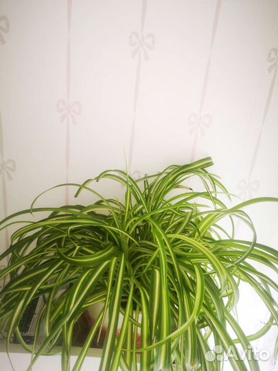 Хлорофитум хохлатый отростки