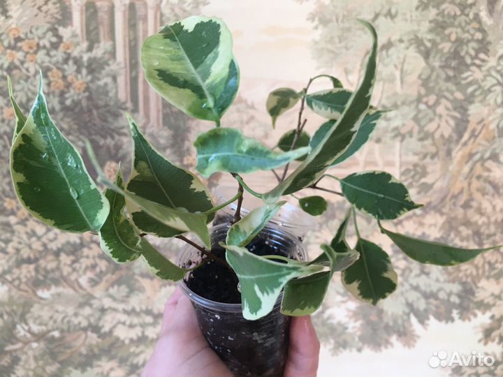 Ficus retusa L