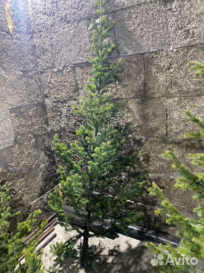 Елка пихта живая