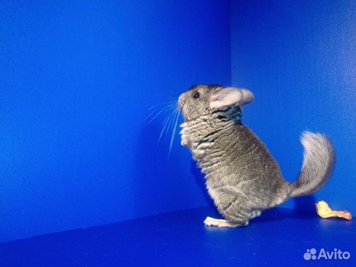 Шиншиллята щенки малыши