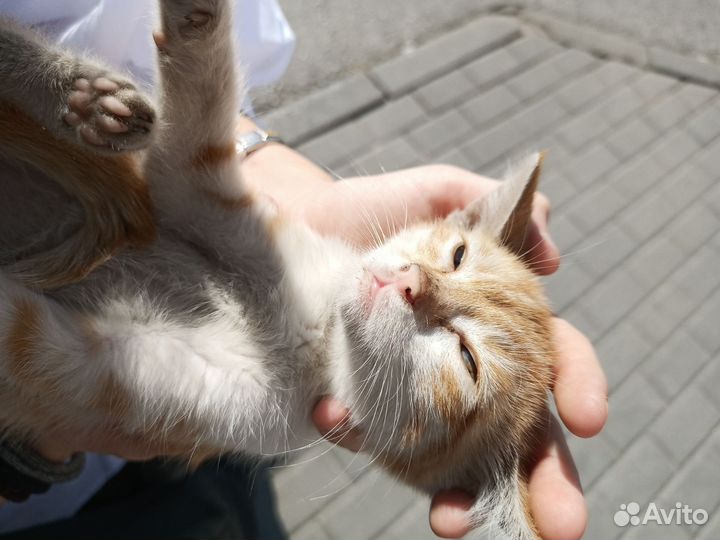 Котёнок