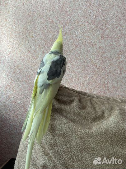 Попугай карелла с большой клеткой