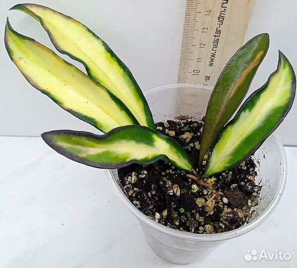 Комнатные растения цветы