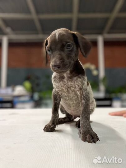 Маленький щенок Курцхаара