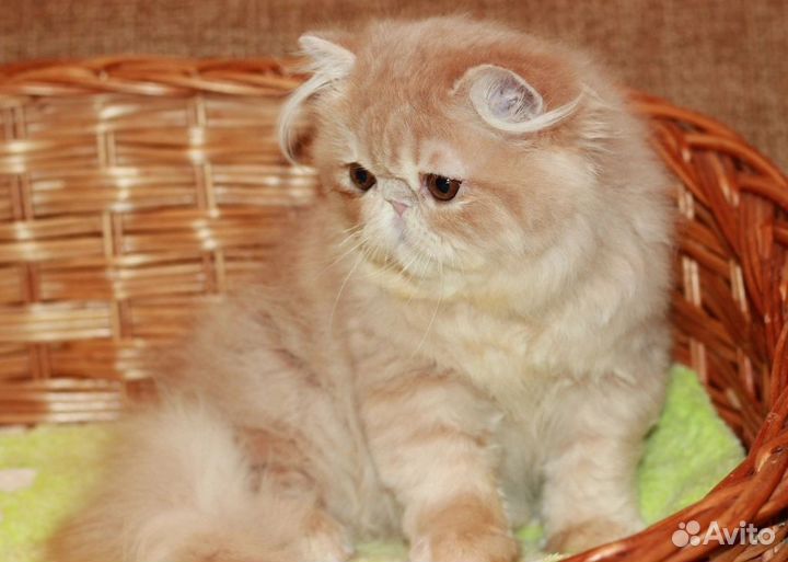 Персидский кот