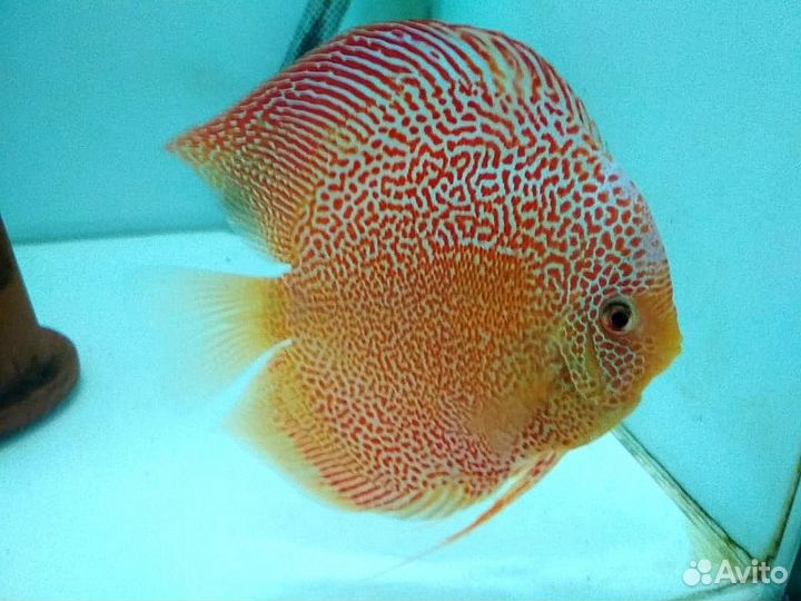 Дискусы от Валерия