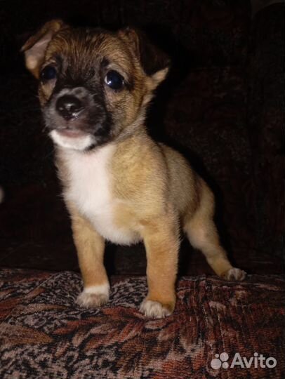 Щеночки в добрые руки