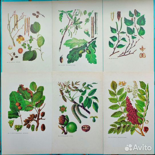 Винтажные ботанические иллюстрации растения