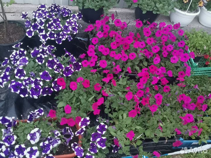 Петуния оптом и в розницу