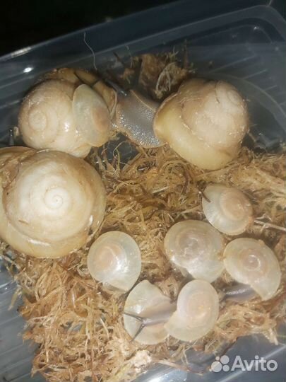 Улитки,мокрицы Porcellio laevis Orange