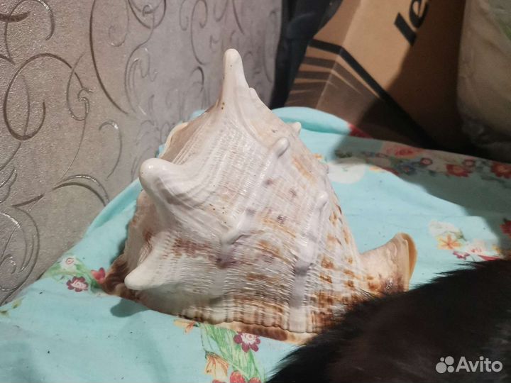 Коралл балянус