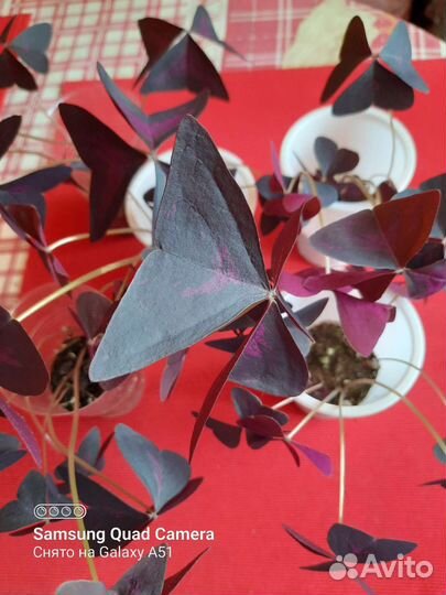 Кислица (оксалис) фиолетовая