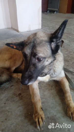 Посмотрите в глаза