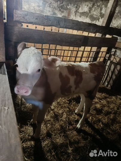 Телочка полтора месяца