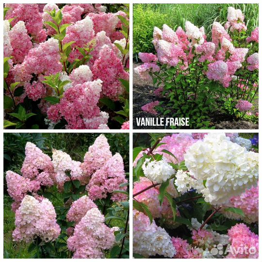 Гортензия Ванилла Фрайз