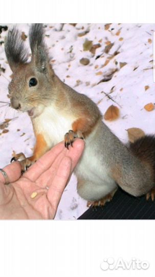 Белки бельчата