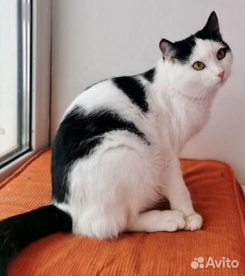 Котик из приюта