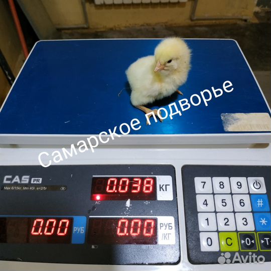 Цыплята суточные бройлера