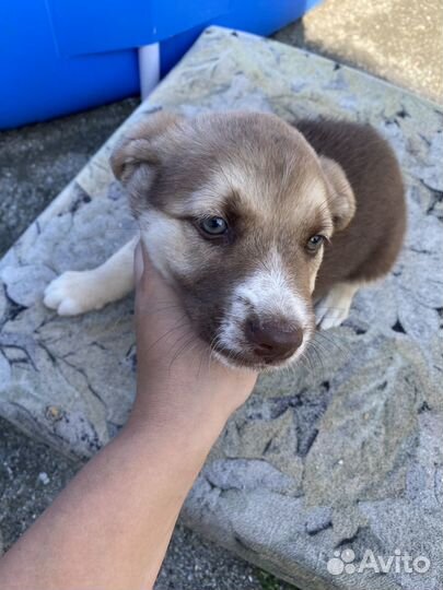 Отдам в добрые руки щенка