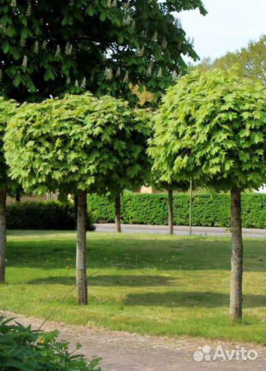 Клен Глобозум