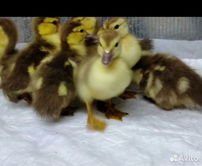 Курочки молодые