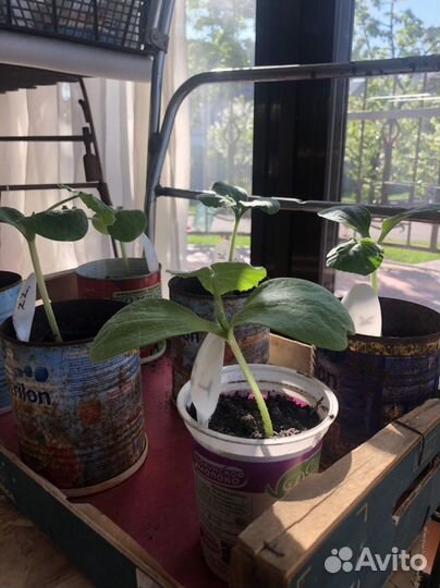 Рассада: помидоры, перец, тыква (50р/шт)