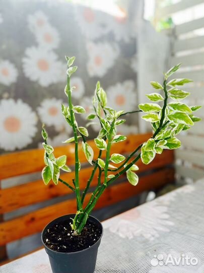 Комнатные растения цветы