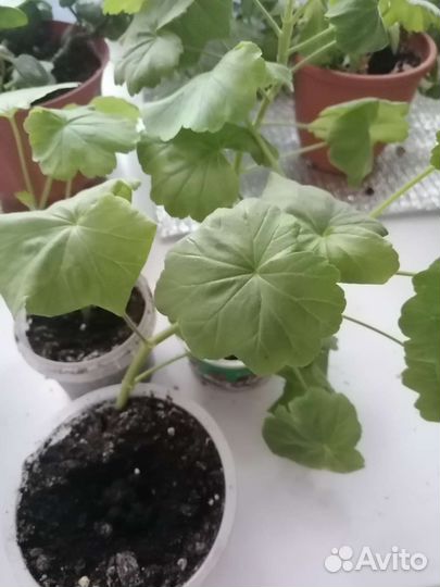 Герань пеларгония