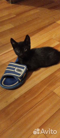 Отдам даром бесплатно