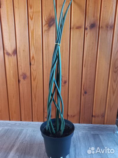 Сансевиерия цилиндрика