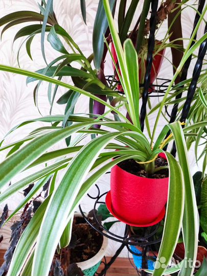 Комнатные цветы в ассортименте