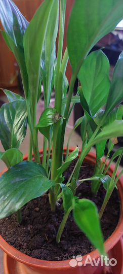 Женское счастье (Спатифиллум)