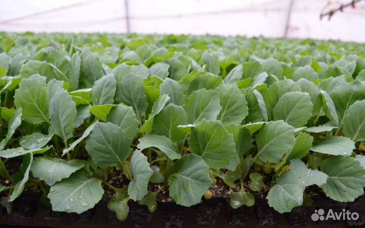 Рассада капусты и помидор