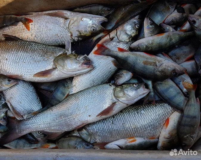 Рыба свежемороженая