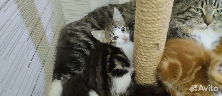 Кошки в добрые руки бесплатно