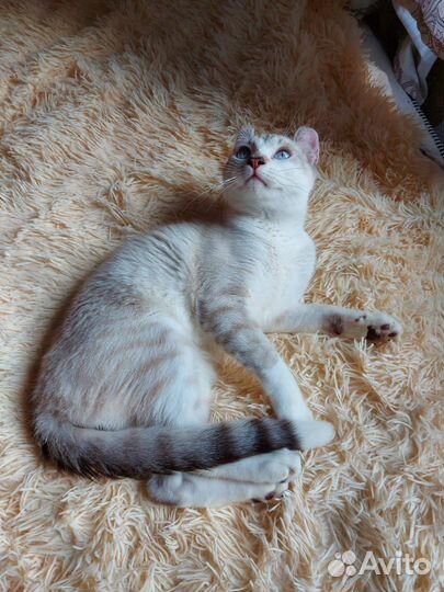 Американский кёрл вязка