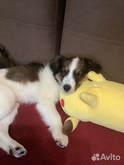 Щенок в добрые руки