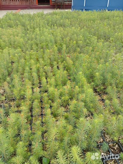 Сеянцы ели зкс