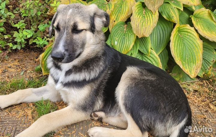 Мальчик ищет дом